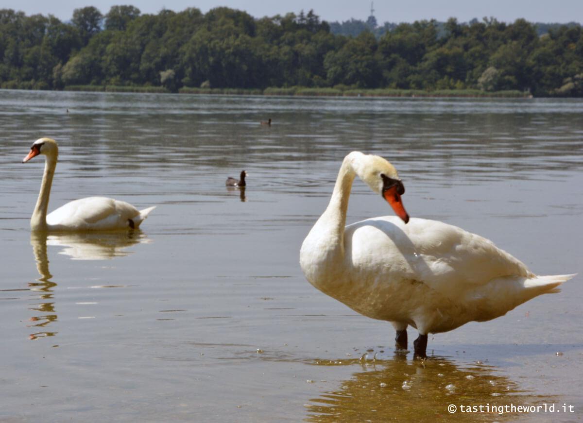 Cigni sul lago di Varese