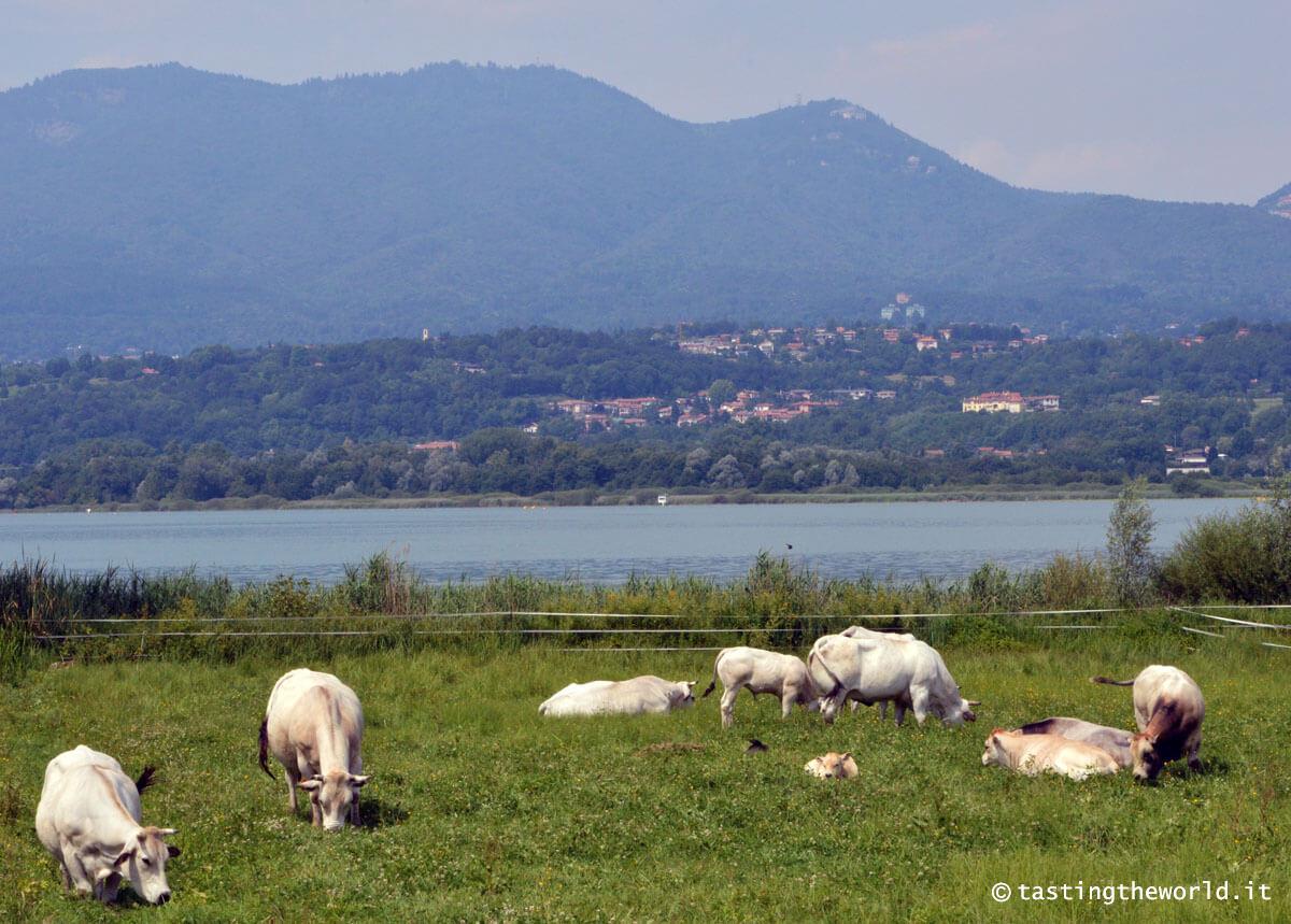 Lago di Varese