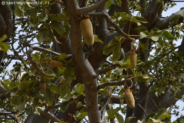 Frutto del baobab sull'albero